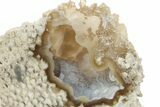 Agatized Fossil Coral Geode - Florida #256511-1